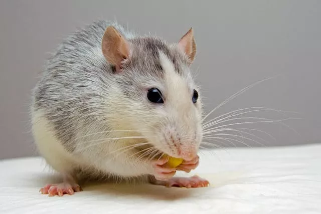 mouse on table